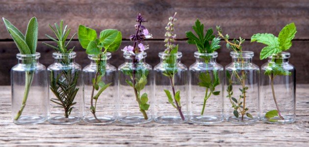 أعشاب مقوية للجسم أعشاب مقوية للجسم