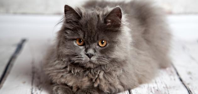 أغلى أنواع القطط الشيرازي