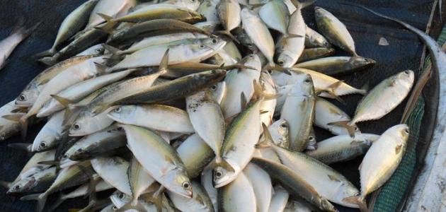 أفضل أنواع السمك للقلي
