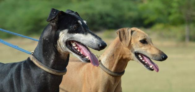 أفضل كلاب الحراسة أفضل كلاب الحراسة