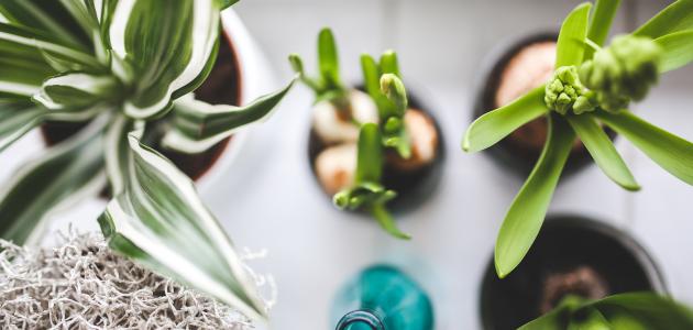 أفضل وقت لسقي النباتات أفضل وقت لسقي النباتات