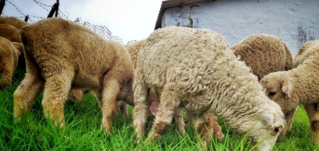 أقوال العلماء حول سن الأضحية وشروطها أقوال العلماء حول سن الأضحية وشروطها