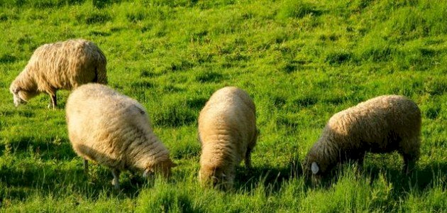 أقوال العلماء في سن الأضحية أقوال العلماء في سن الأضحية