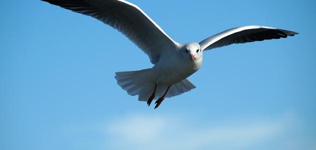 أقوال في الحرية أقوال في الحرية