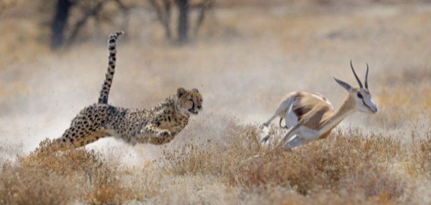 أقوى الحيوانات المفترسة أقوى الحيوانات المفترسة