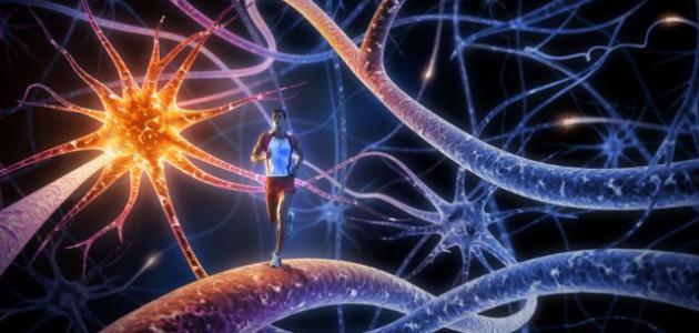 أقوى فيتامين للأعصاب أقوى فيتامين للأعصاب