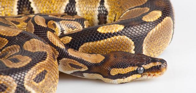 أكبر أفعى في العالم أكبر أفعى في العالم