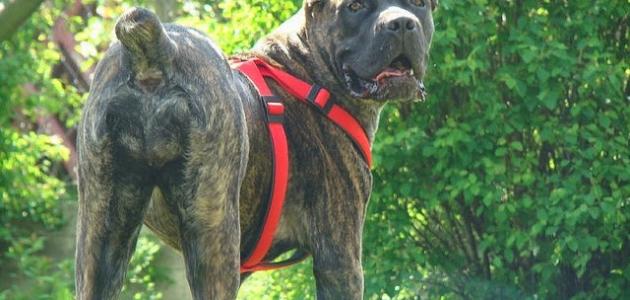أكبر كلاب العالم أكبر كلاب العالم