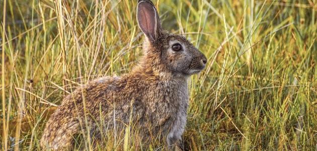 أكل الأرانب