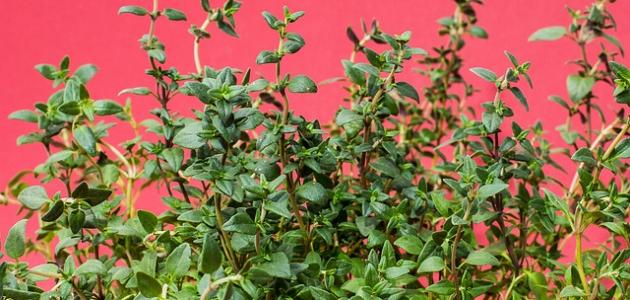 أكل الزعتر يومياً أكل الزعتر يومياً