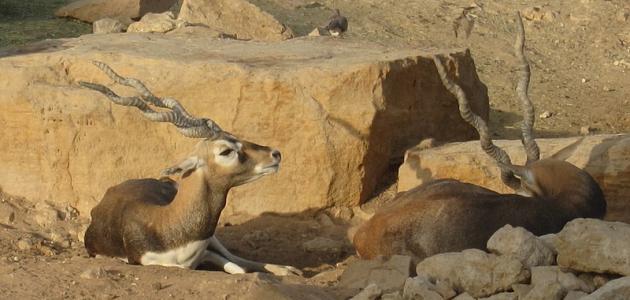 أماكن ترفيه في الرياض