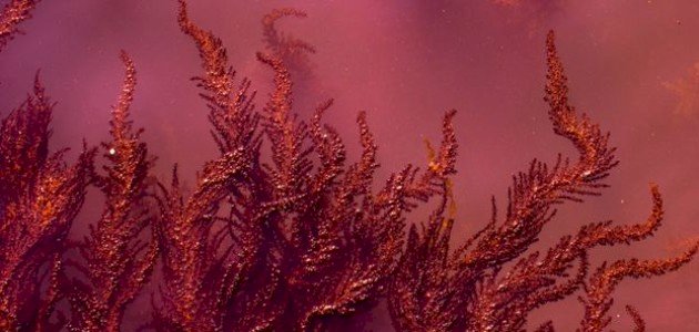 أمثلة على الطحالب الحمراء أمثلة على الطحالب الحمراء