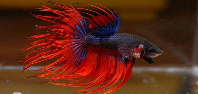 أنواع أسماك الزينة أنواع أسماك الزينة