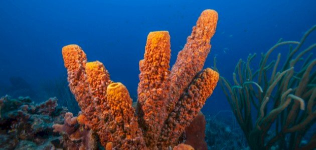 أنواع إسفنج البحر أنواع إسفنج البحر