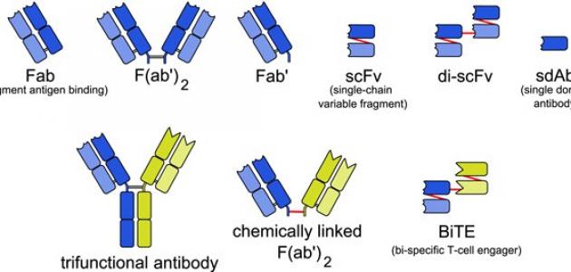 أنواع الأجسام المضادة