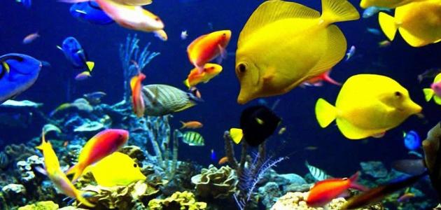 أنواع الأسماك في العالم