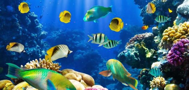 أنواع الأسماك وأهم الاختلافات بينها