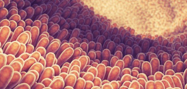 أنواع الأنسجة الطلائية