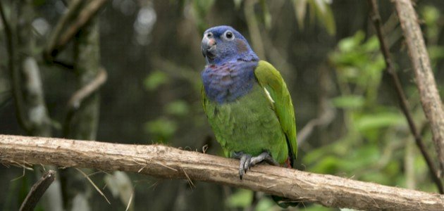 أنواع الببغاء أنواع الببغاء