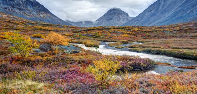 أنواع التندرا