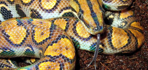 أنواع الثعابين أنواع الثعابين