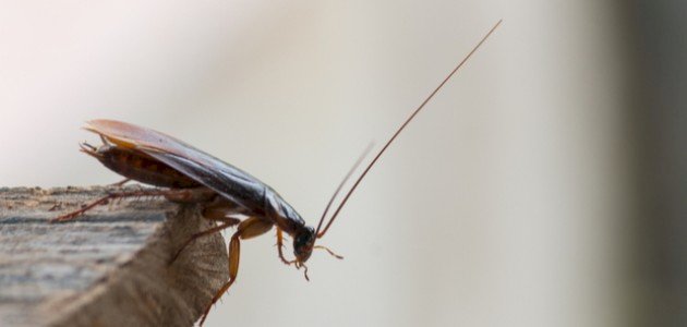 أنواع الحشرات الضارة