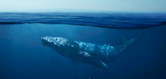 أنواع الحيتان أنواع الحيتان