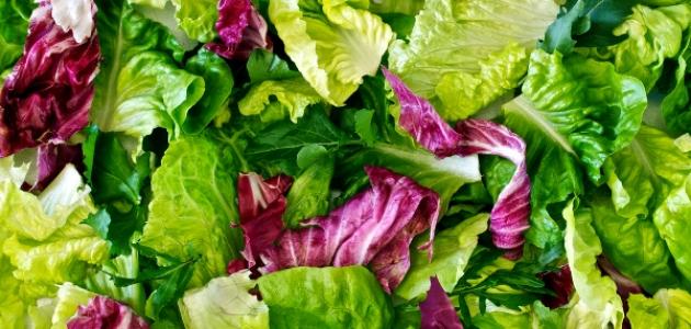 أنواع الخس أنواع الخس