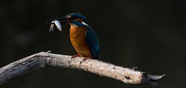 أنواع الرزق أنواع الرزق