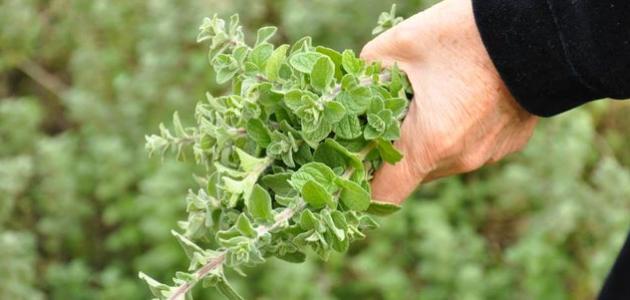 أنواع الزعتر