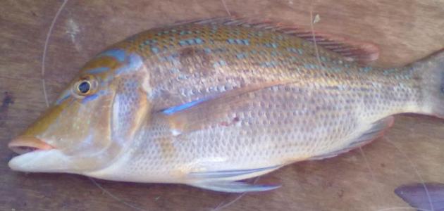 أنواع السمك في الكويت