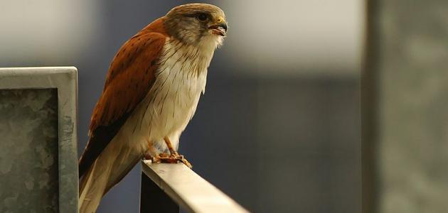 أنواع الصقور وأسماؤها أنواع الصقور وأسماؤها