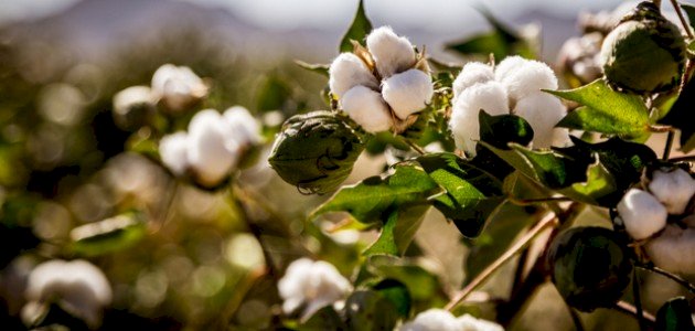 أنواع القطن