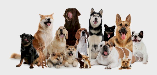 أنواع الكلاب أنواع الكلاب