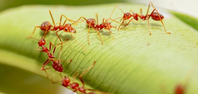 أنواع النمل المنزلي أنواع النمل المنزلي