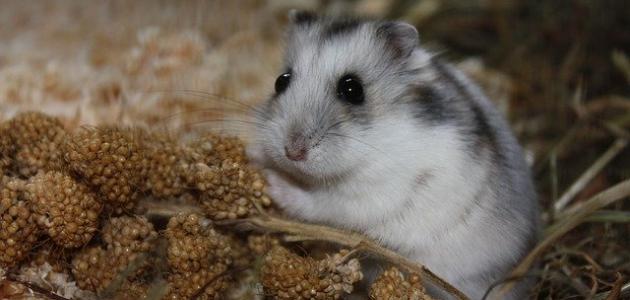 أنواع الهامستر أنواع الهامستر
