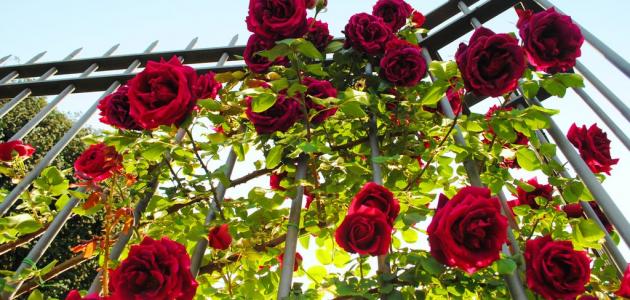 أنواع الورد الطبيعي أنواع الورد الطبيعي