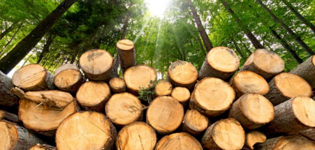 أنواع خشب الزان أنواع خشب الزان