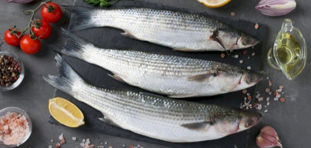 أنواع سمك البوري أنواع سمك البوري