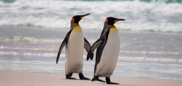 أنواع طيور البطريق وخصائصها أنواع طيور البطريق وخصائصها