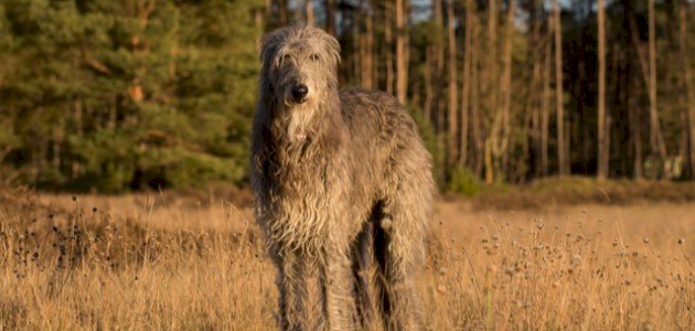 أنواع كلاب مهددة بالانقراض أنواع كلاب مهددة بالانقراض