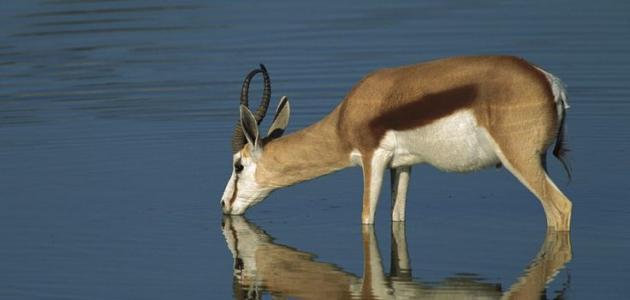 أهمية الماء للكائنات الحية