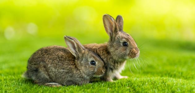 أهم صفات الأرنب أهم صفات الأرنب