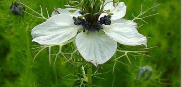 أين تزرع حبة البركة أين تزرع حبة البركة