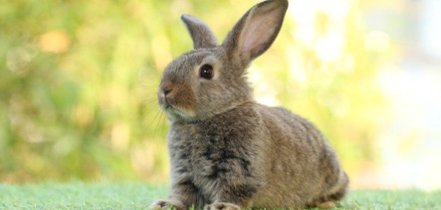 أين تعيش الأرانب أين تعيش الأرانب