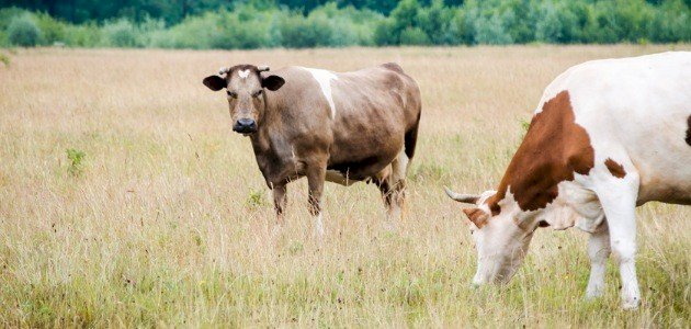 أين تعيش البقرة