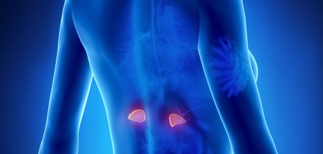 أين تقع الغدة الكظرية أين تقع الغدة الكظرية