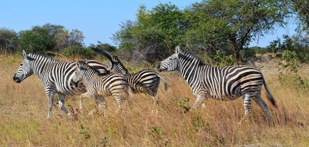 أين تقع زيمبابوي