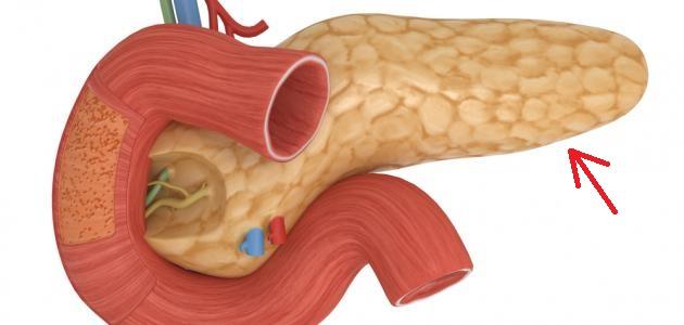 أين توجد جزر لانجرهانز أين توجد جزر لانجرهانز