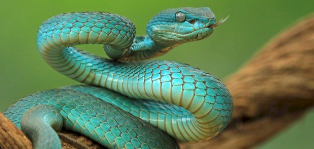 أين توجد حاسة الشم في الثعبان أين توجد حاسة الشم في الثعبان